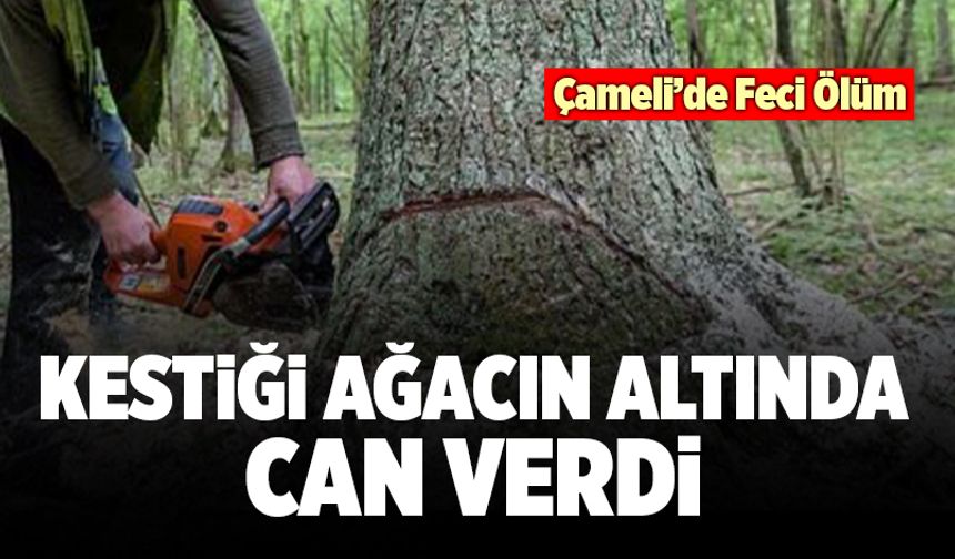 Çameli’de Yaşlı Adam Kestiği Ağacın Altında Can Verdi