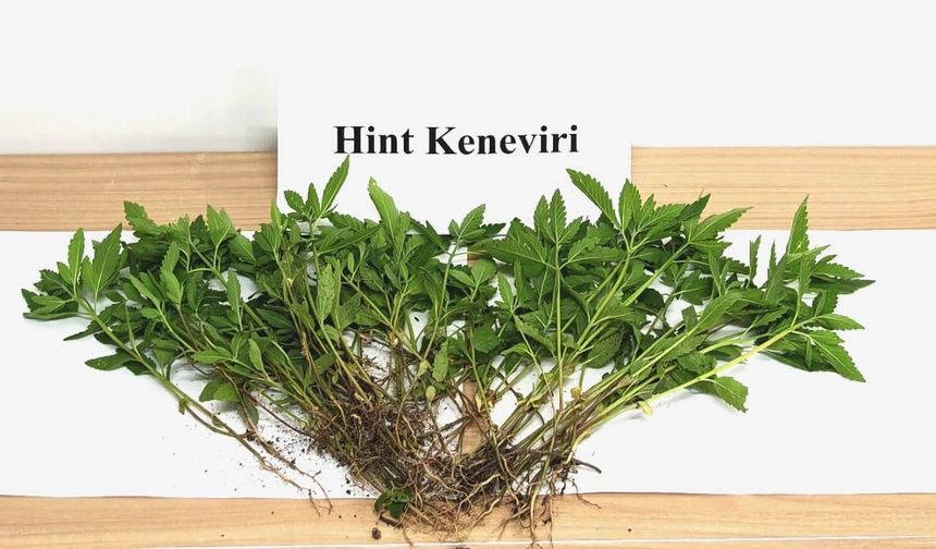 Sebze yetiştirir gibi kenevir yetiştirdi
