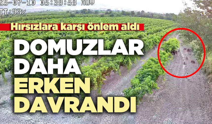 Hırsızlara karşı önlem aldı domuzlar daha erken davrandı