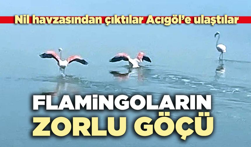 Flamingoların zorlu göçü