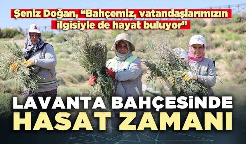 Lavanta bahçesinde hasat zamanı