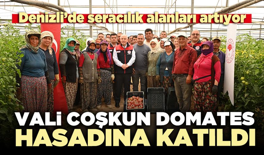 Vali Coşkun domates hasadına katıldı