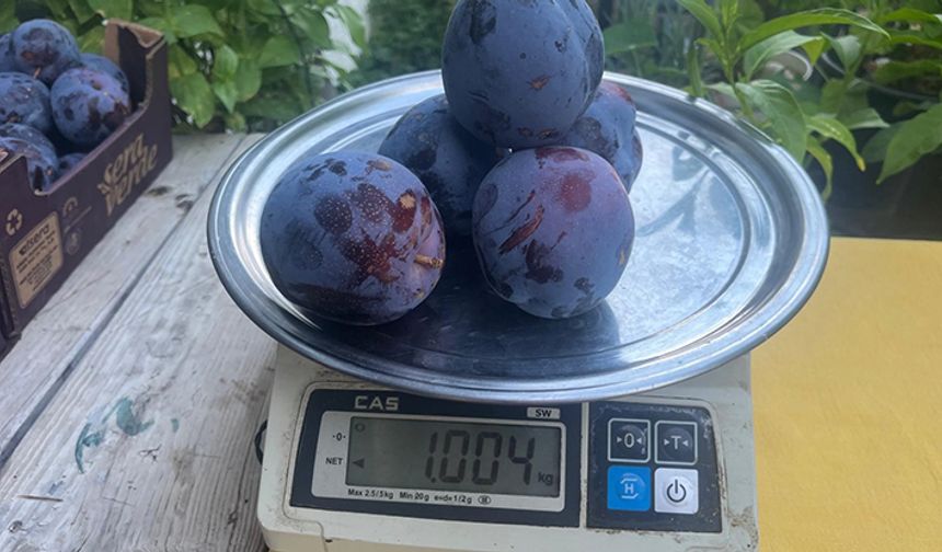 Süleymanlı Yaylasında yetişen eriklerin 5 adedi 1 kilo geliyor