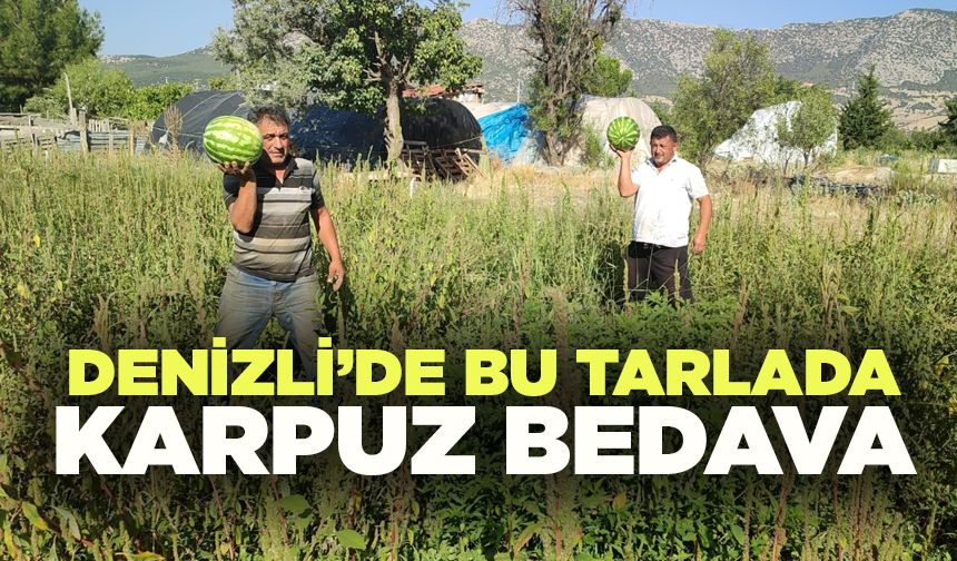Denizli’de Bu Tarlada Karpuz Bedava