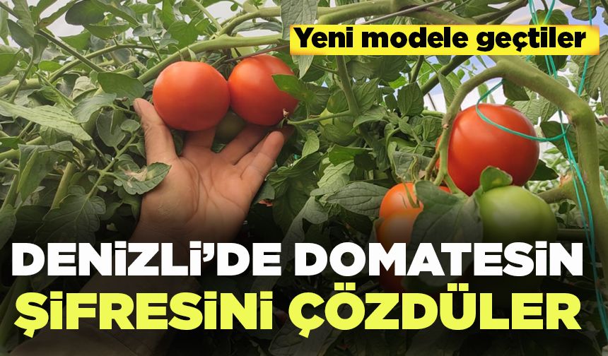 Denizli’de Çiftçi Domatesin Üretim Şifresini Çözdü