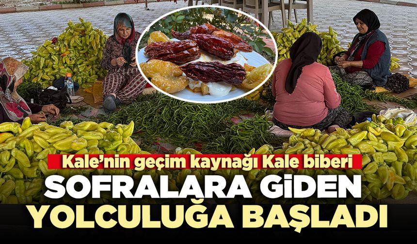 Kale biberinin sofralara giden yolculuğa başladı