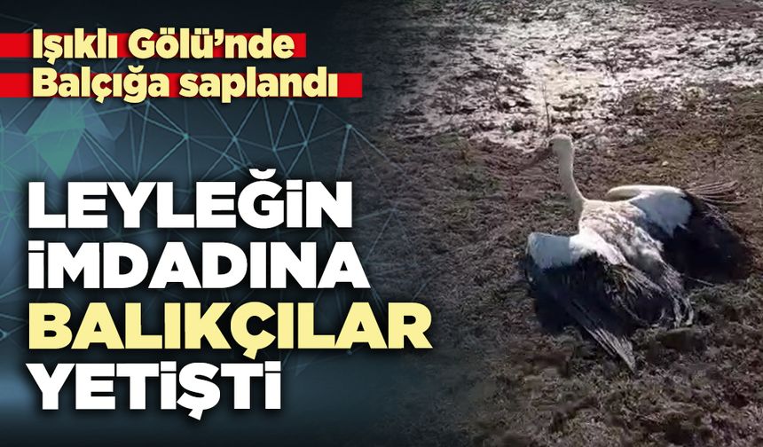 Leyleğin imdadına balıkçılar yetişti