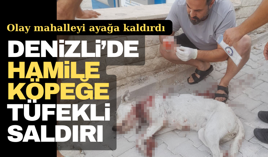 Denizli’de Hamile Köpeğe Silahlı Saldırı