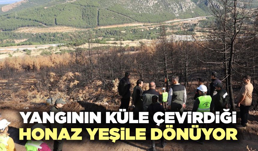 Yangının Küle Çevirdiği Honaz Yeşile Dönüyor