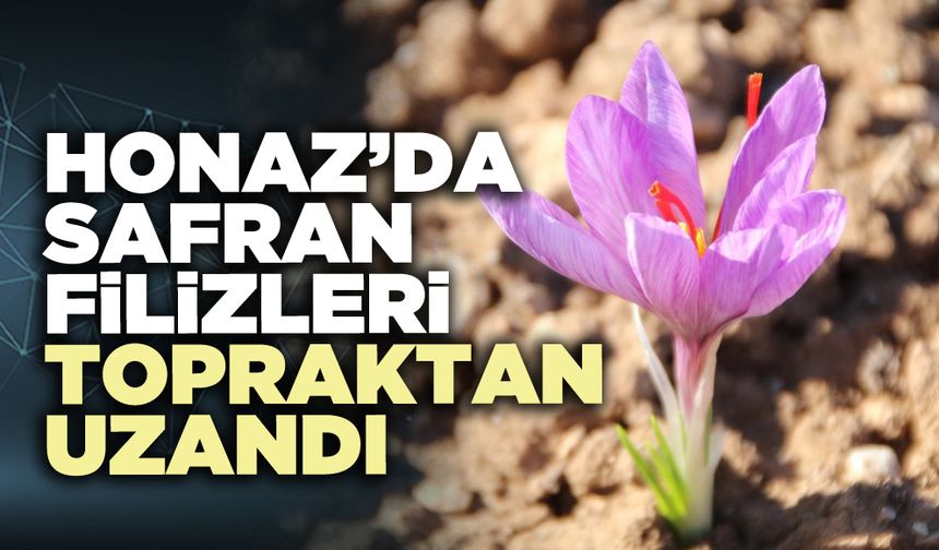 Honaz’da safran filizleri topraktan uzandı