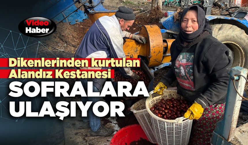 Dikenlerinden kurtulan Alandız Kestanesi sofralara ulaşıyor