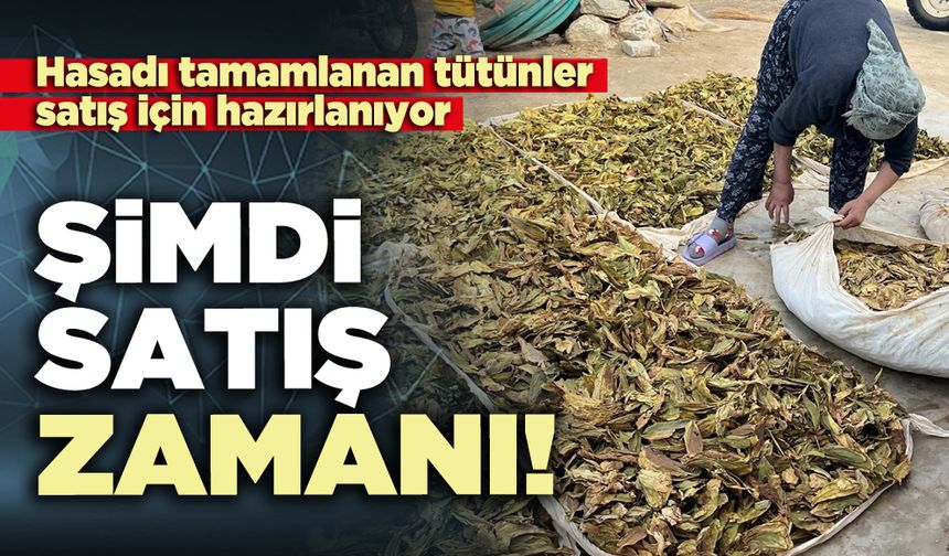 Hasadı tamamlanan tütünler satış için hazırlanıyor: Şimdi satış zamanı