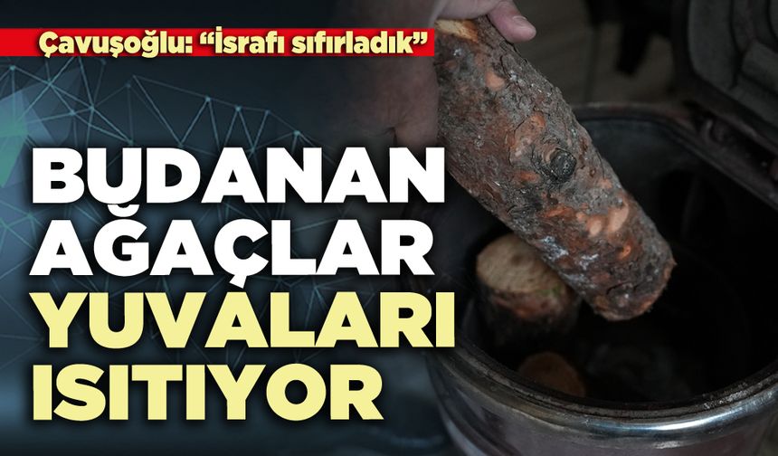 Budanan ağaçlar yuvaları ısıtıyor