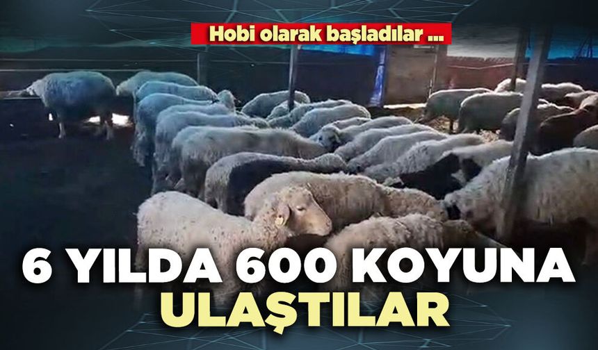 Hobi olarak başladılar 6 yılda 600 koyuna ulaştılar