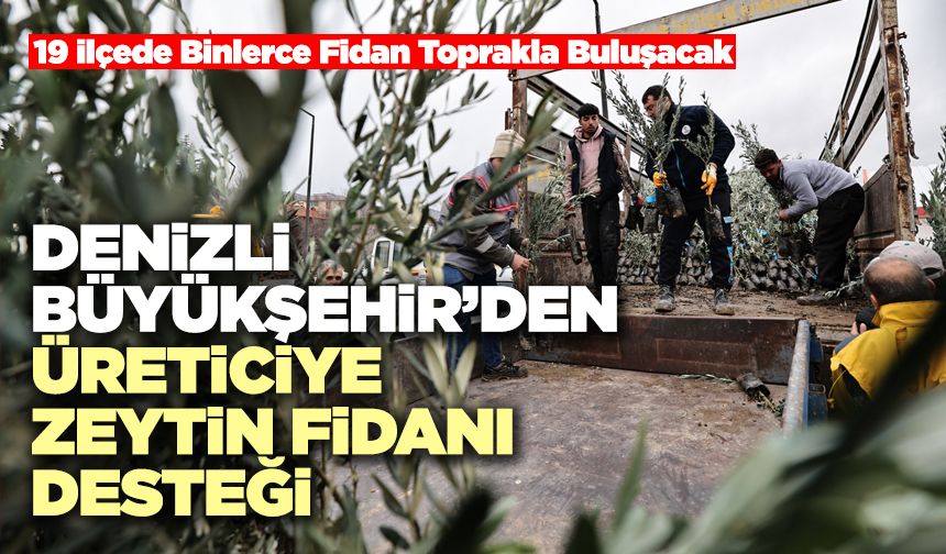Denizli Büyükşehir’den Üreticiye Zeytin Fidanı Desteği