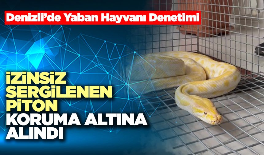 İzinsiz Sergilenen Piton Koruma Altına Alındı