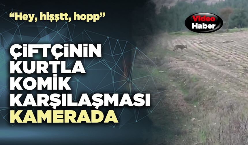 Çiftçinin kurtla komik karşılaşması kamerada