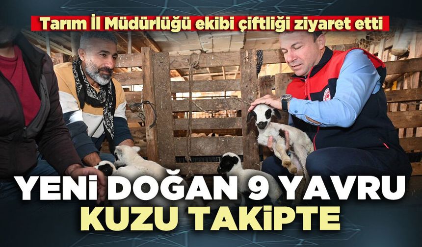 Yeni doğan 9 yavru kuzu takipte