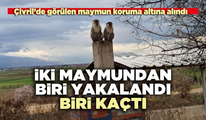 İki maymundan biri kaçtı biri yakalandı