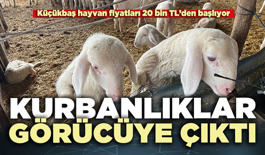 Kurbanlıklar görücüye çıktı