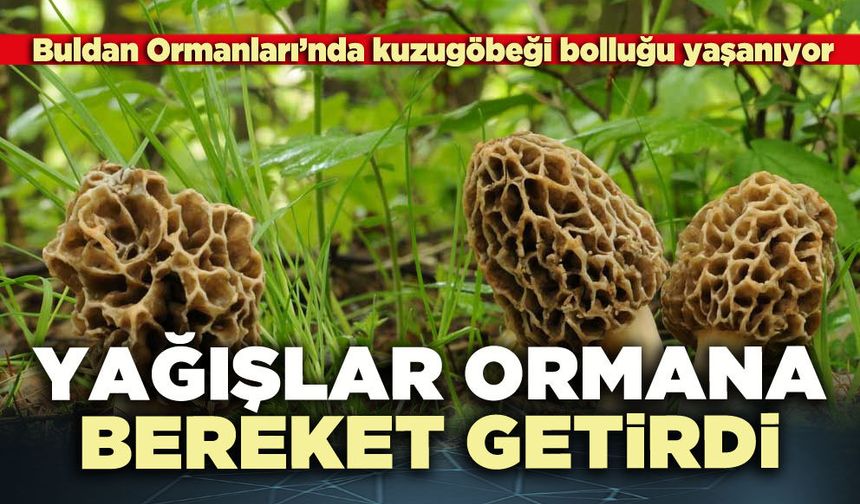 Yağışlar ormana bereket getirdi