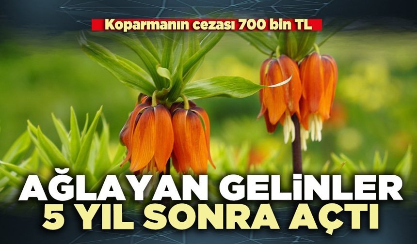 Ağlayan gelinler 5 yıl sonra açtı