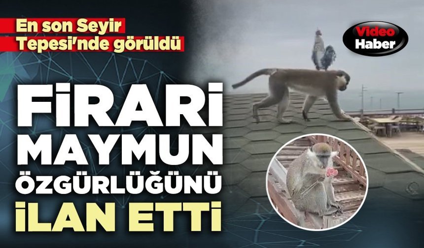 Firari maymun özgürlüğünü ilan etti