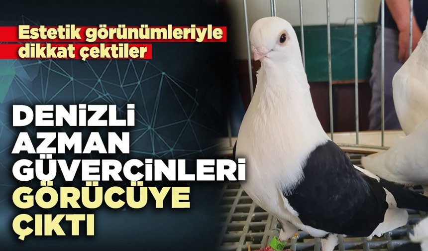 Denizli Azman Güvercinleri görücüye çıktı