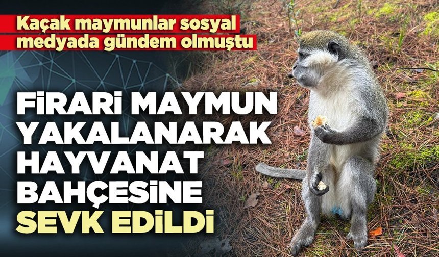 Firari maymun yakalanarak hayvanat bahçesine sevk edildi