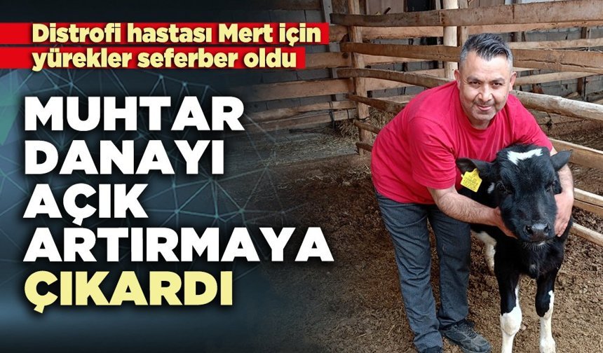 Muhtar danayı açık artırmaya çıkardı