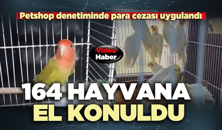164 Hayvana el konuldu