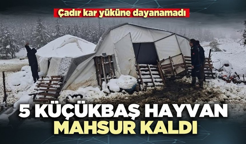 5 Küçükbaş hayvan mahsur kaldı