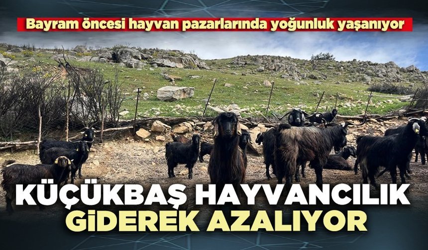 Küçükbaş hayvancılık giderek azalıyor