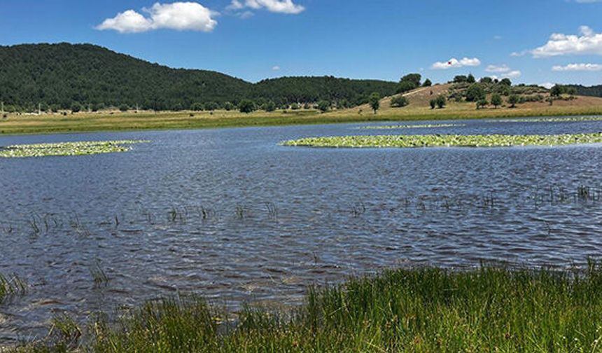 Yayla Gölü nilüferlerle renklendi
