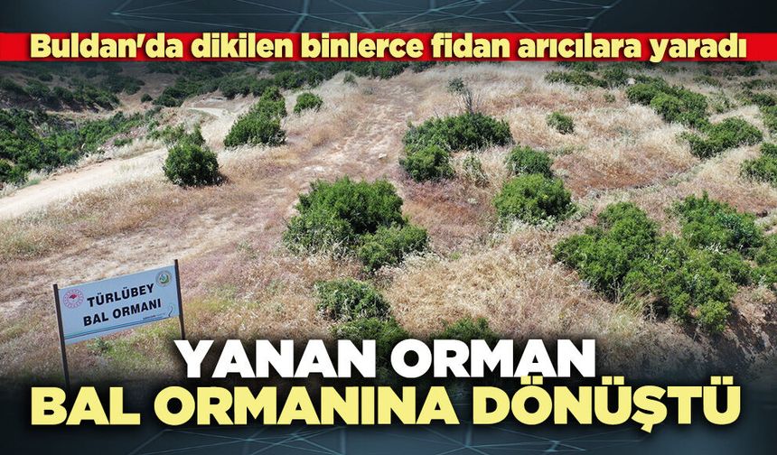 Buldan'da dikilen binlerce fidan arıcılara yaradı