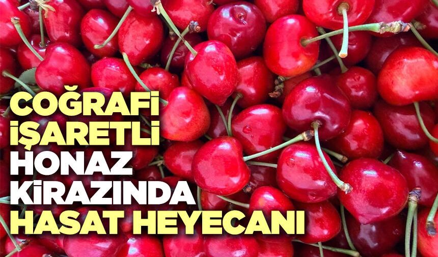 Coğrafi İşaretli Honaz Kirazında Hasat Heyecanı