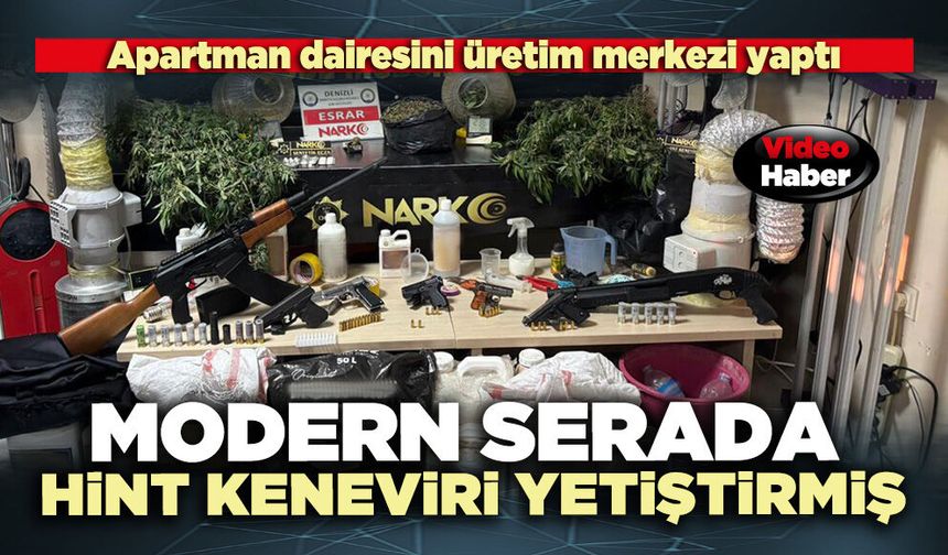 Modern serada Hint keneviri yetiştirmiş