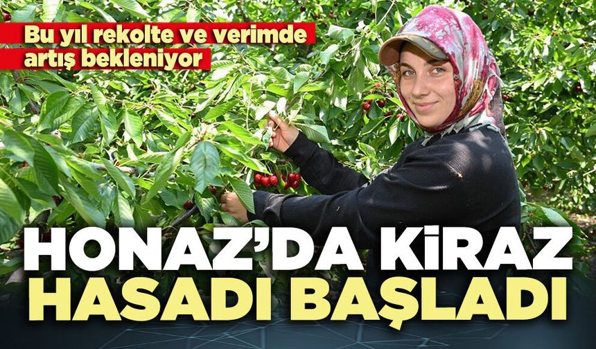Honaz’da kiraz hasadı başladı