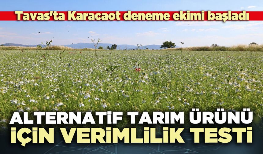 Tavas'ta alternatif tarım ürünü için verimlilik testi