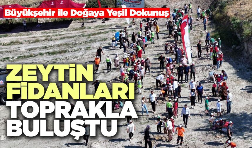 Zeytin Fidanları Toprakla Buluştu
