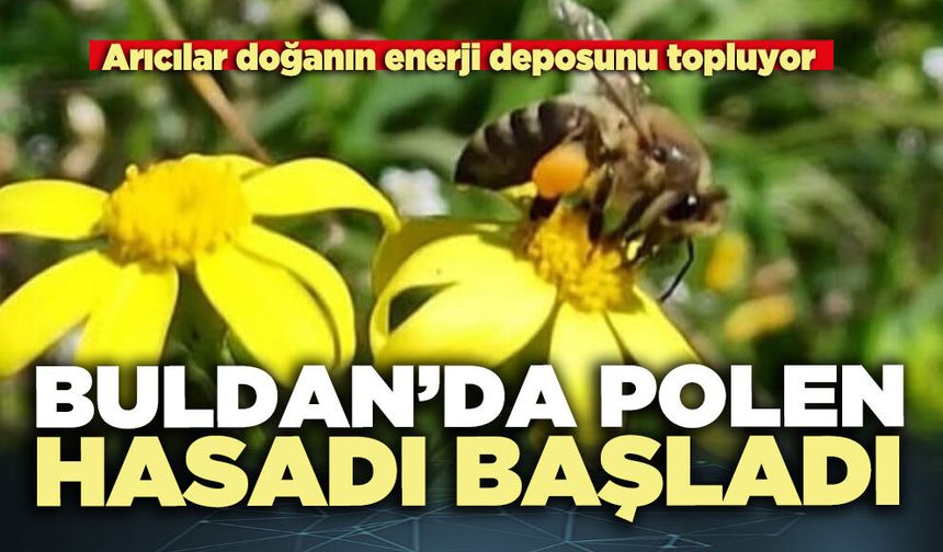 Buldan’da polen hasadı başladı