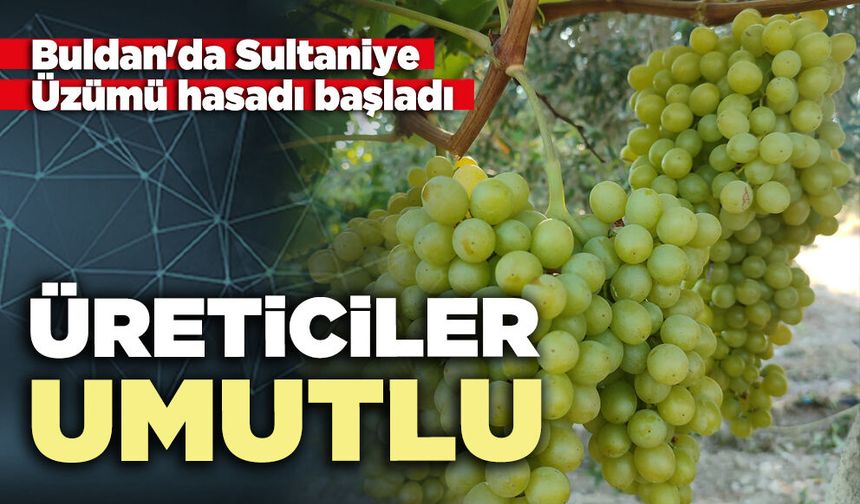 Buldan'da Sultaniye Üzümü hasadı başladı: Üreticiler umutlu