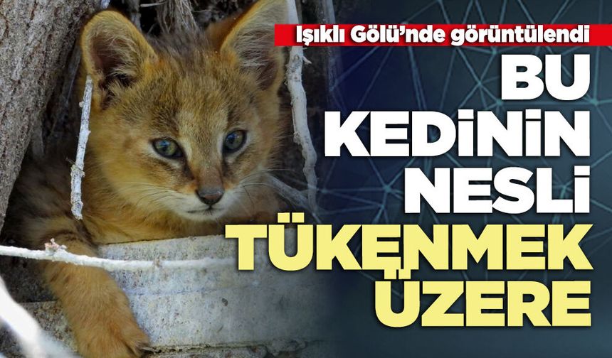Bu kedinin nesli tükenmek üzere
