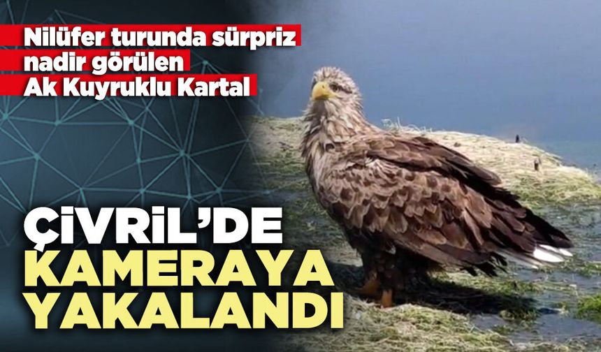 Ak Kuyruklu Kartal Çivril’de kameraya yakalandı