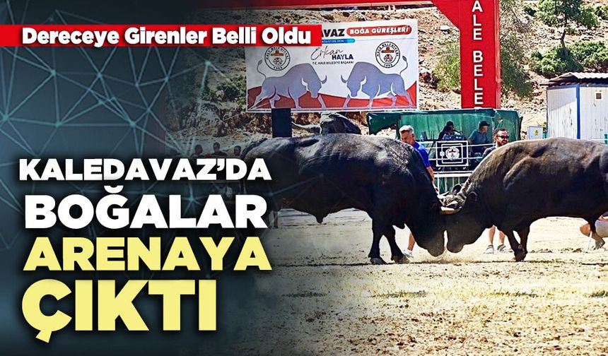 Kaledavaz’da boğalar arenaya çıktı