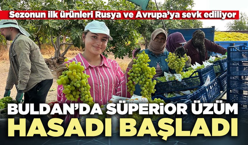 Buldan’da süperior üzüm hasadı başladı