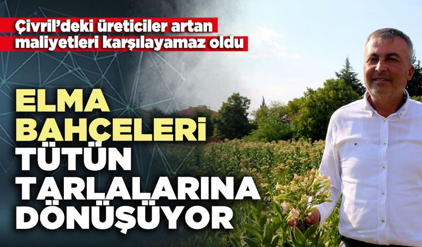 Elma bahçeleri tütün tarlalarına dönüşüyor