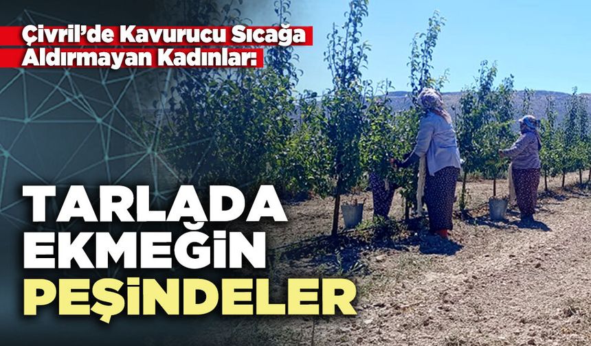 Çivril’de Kavurucu Sıcağa Aldırmayan Kadınlar: Tarlada ekmeğin peşindeler