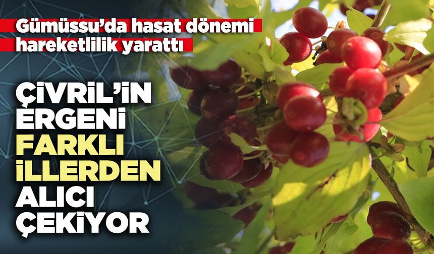 Çivril’in “ergeni” farklı illerden alıcı çekiyor