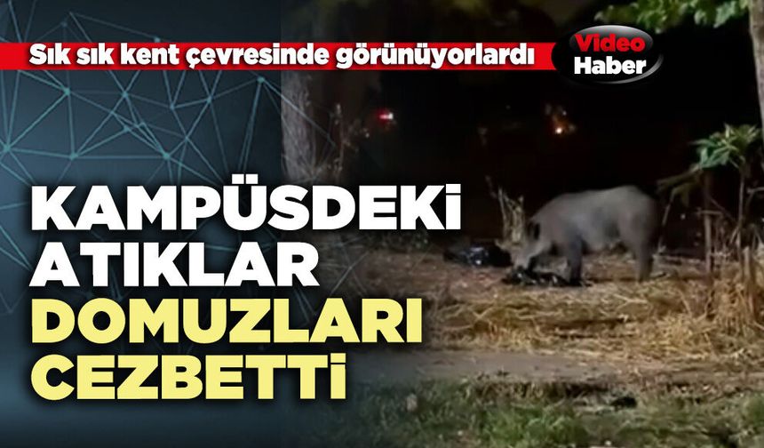PAÜ kampüsündeki atıklar domuzları cezbetti